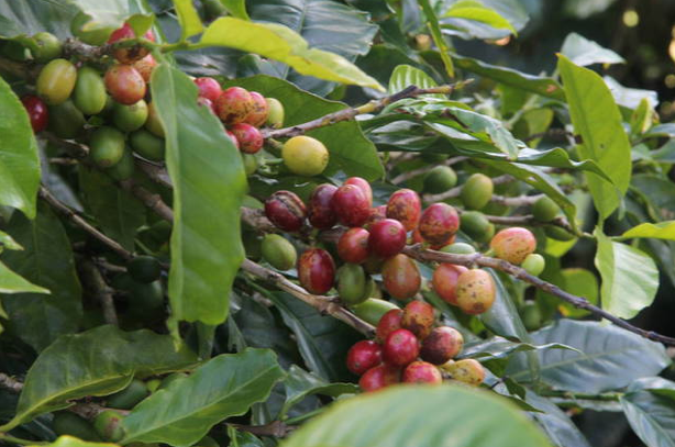 Coffee Beans on the Blue Mountains Jamaica