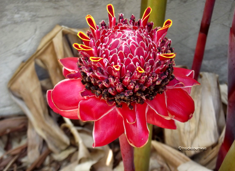 Tropical Flowers, fully opened torch ginger